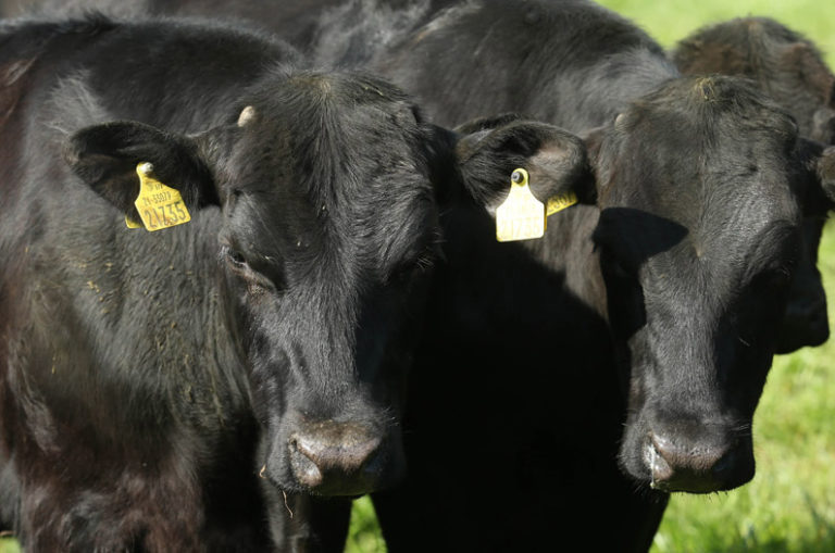 About Us – Certified Irish Angus Beef